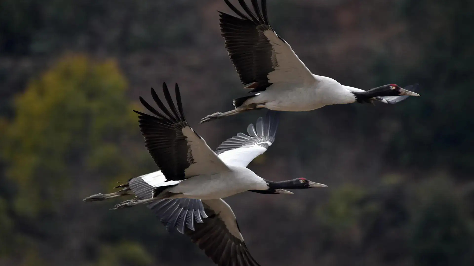 Black-Necked Crane